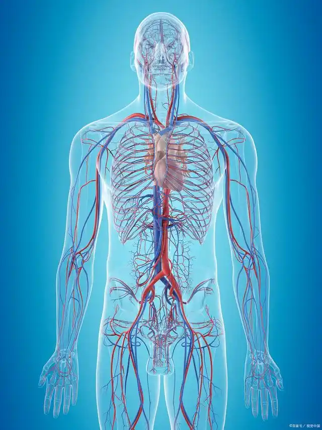 人体循环系统示意图